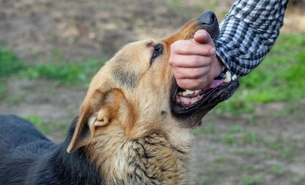 Pahrump Dog Bite Attorney